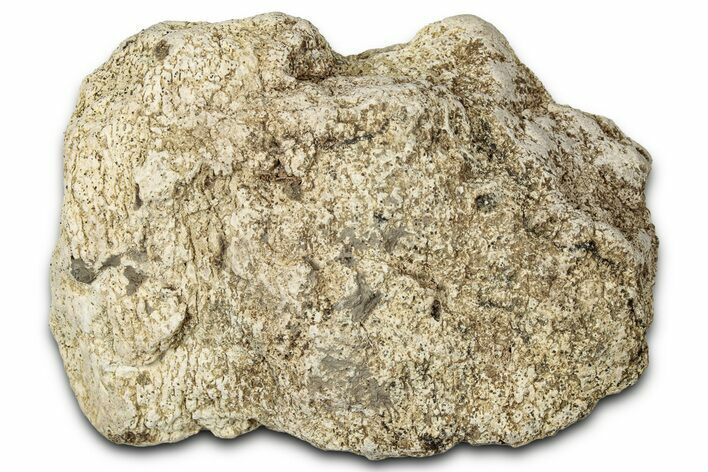 Dinosaur (Triceratops) Frill Shield Section - Montana #347954